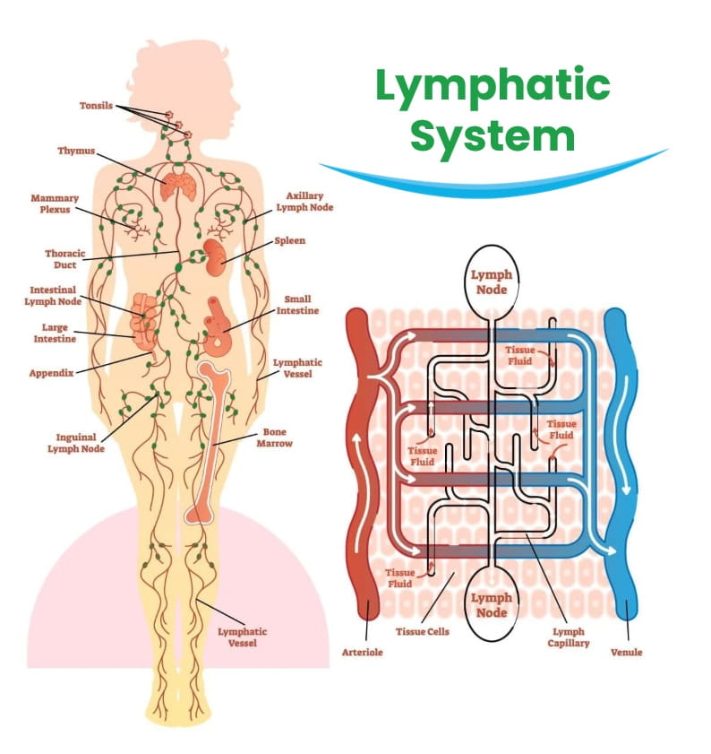 Lymphatic System Explained